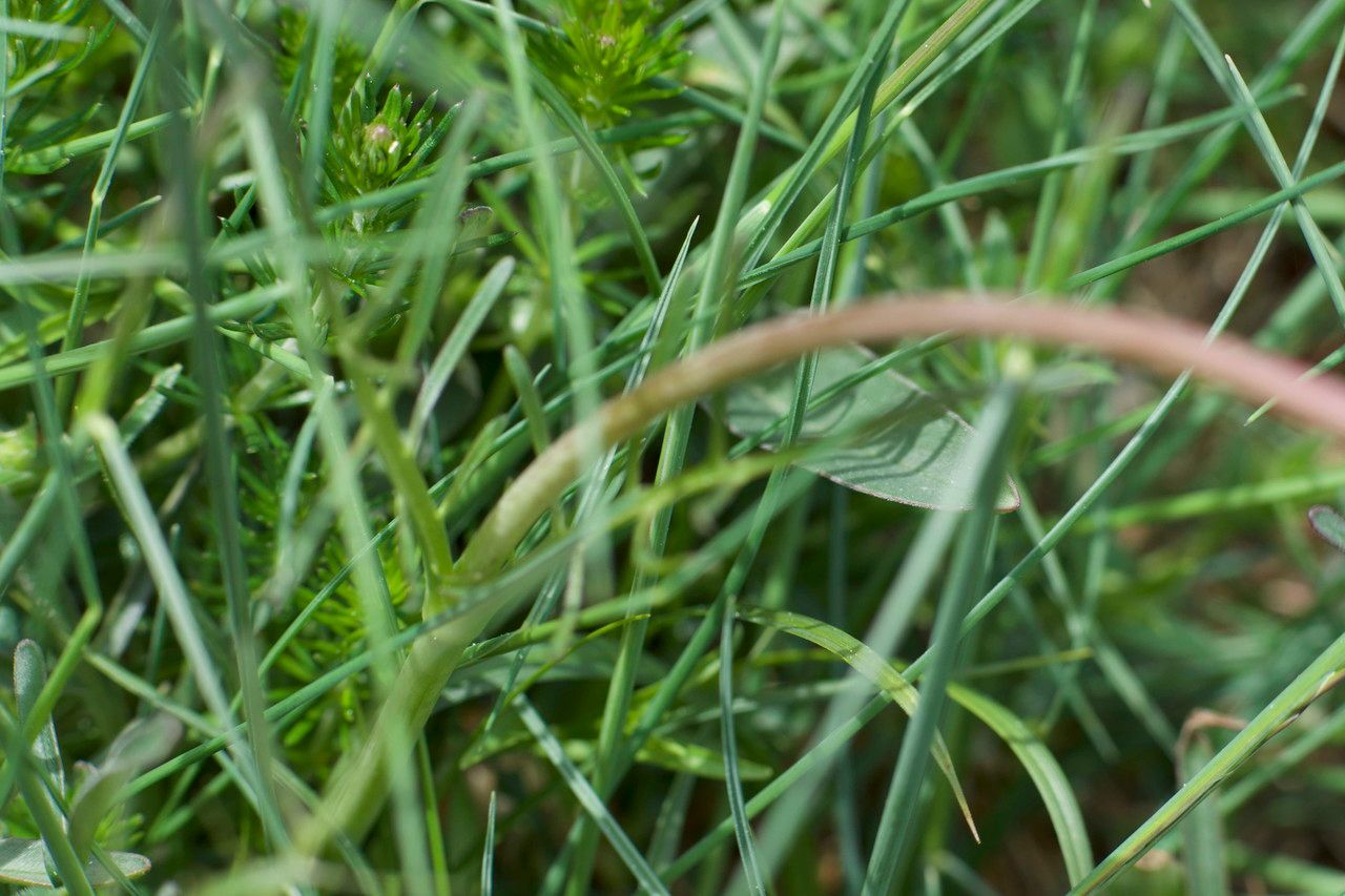 Armeria bubanii — houseplant care guide