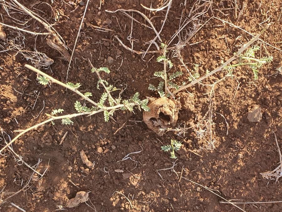 Ormocarpum kirkii leaf