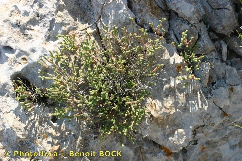 Hypericum roberti — houseplant care guide