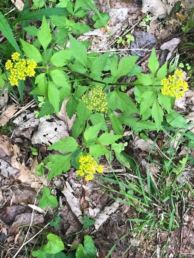 Thaspium barbinode flower