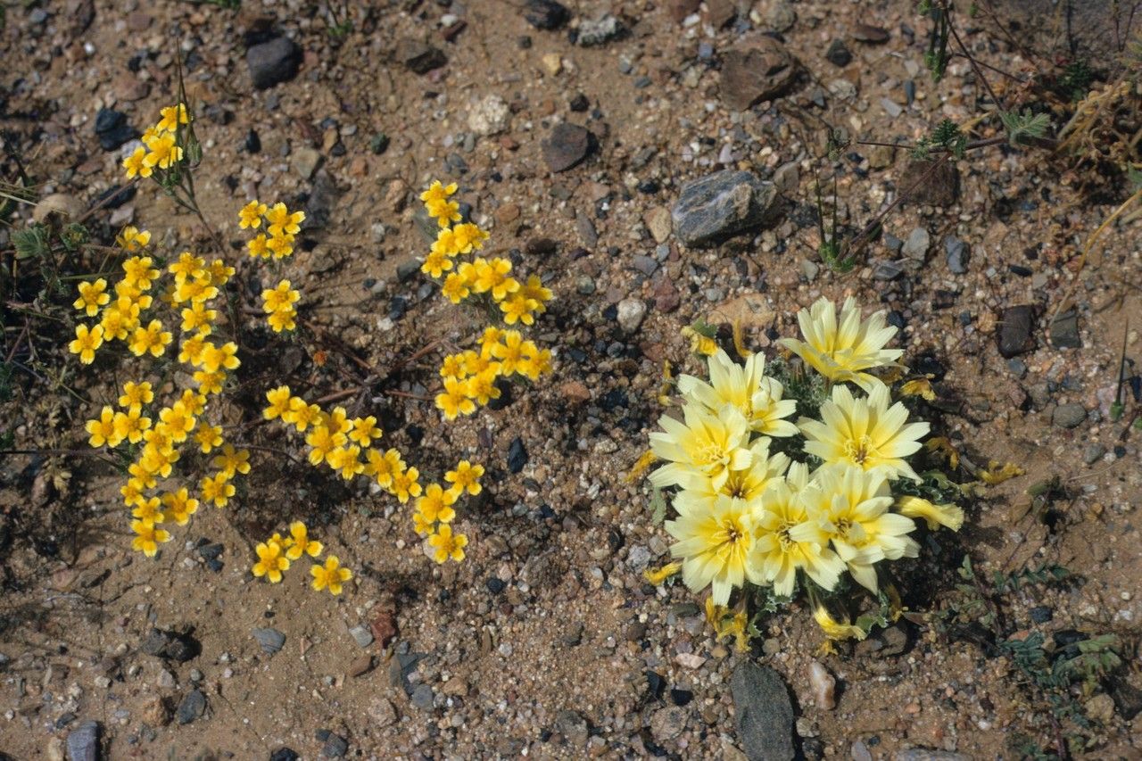 Glyptopleura setulosa — related species from the same genus