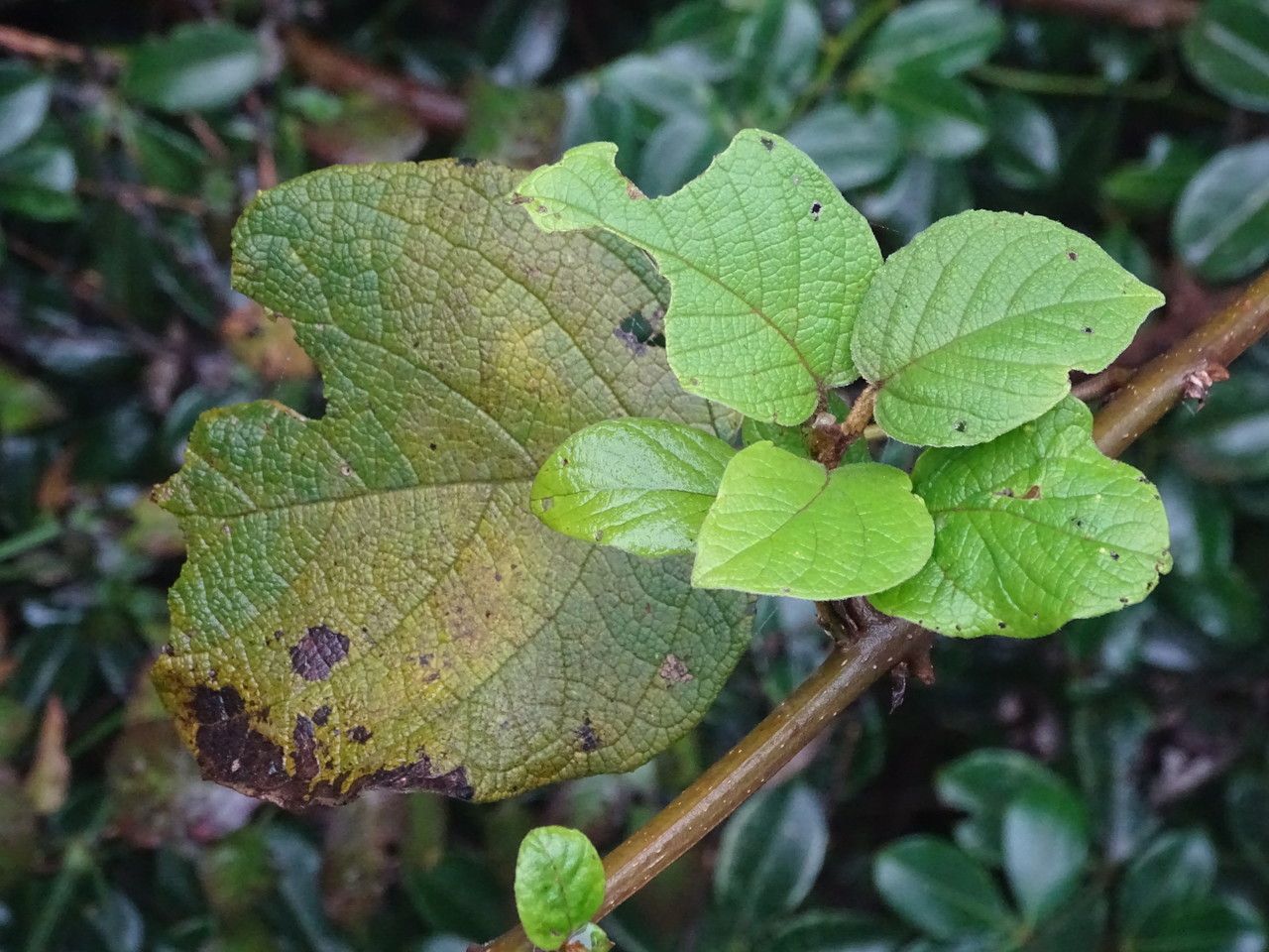 Cordia africana leaf