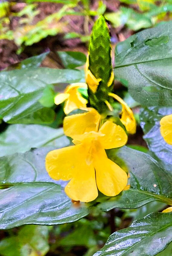 Aphelandra prismatica — search result for 'Aphelandra'