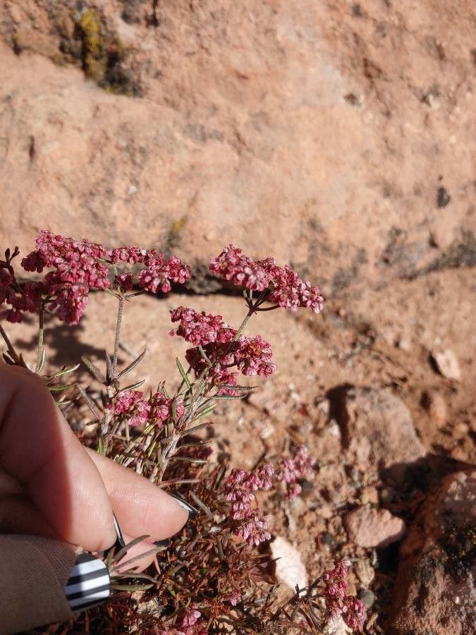 Chorizanthe staticoides flower
