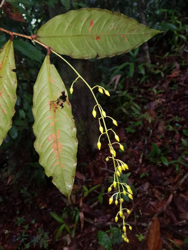 Ouratea rinconensis flower