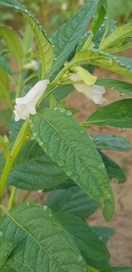Sesamum indicum