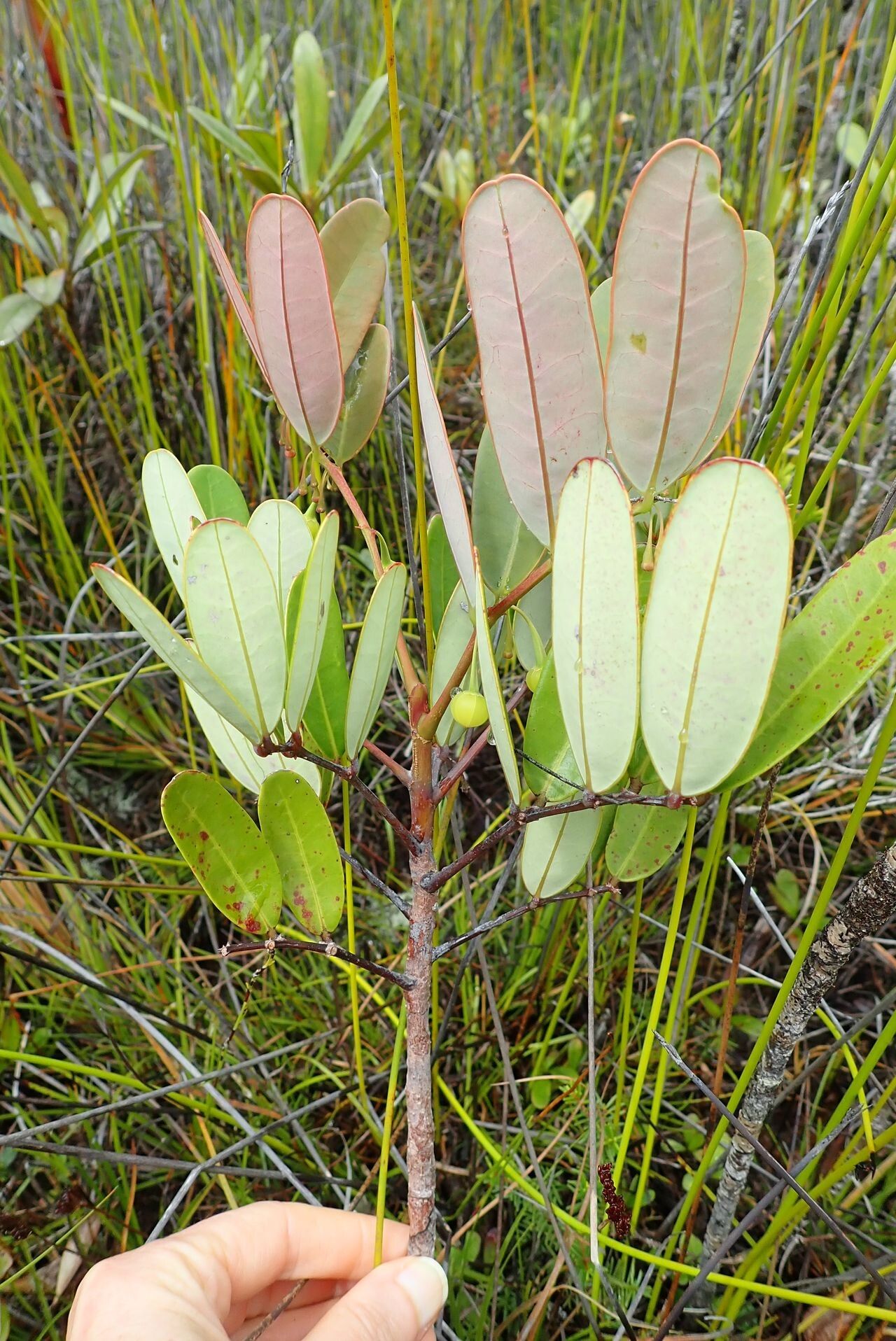 Phyllanthus castus habit