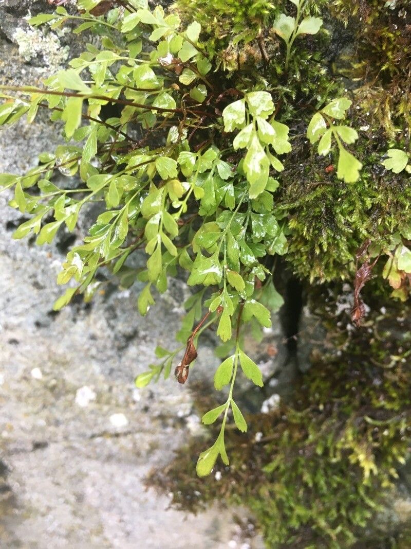 Asplenium x alternifolium leaf