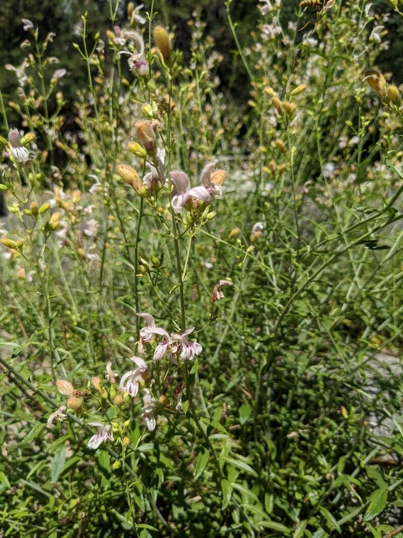 Keckiella breviflora flower