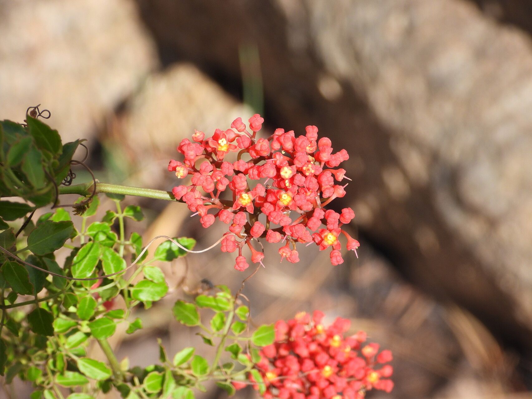 Cyphostemma horombense flower