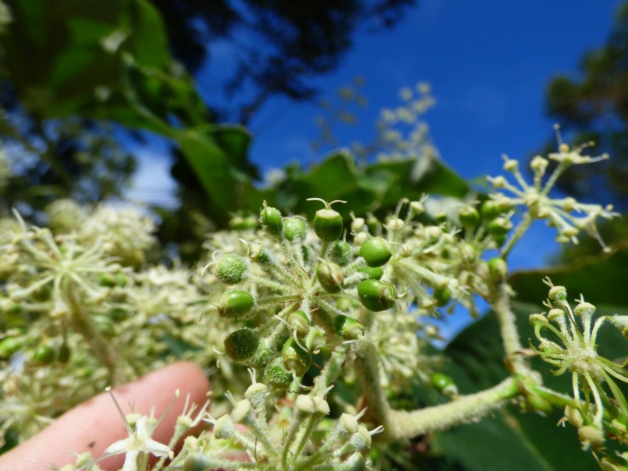 Tetrapanax papyriferum fruit