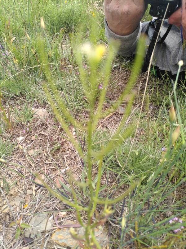 Erysimum incanum fruit