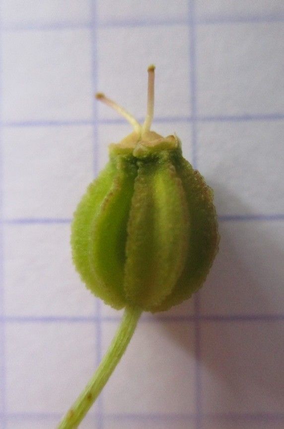 Pleurospermum austriacum fruit