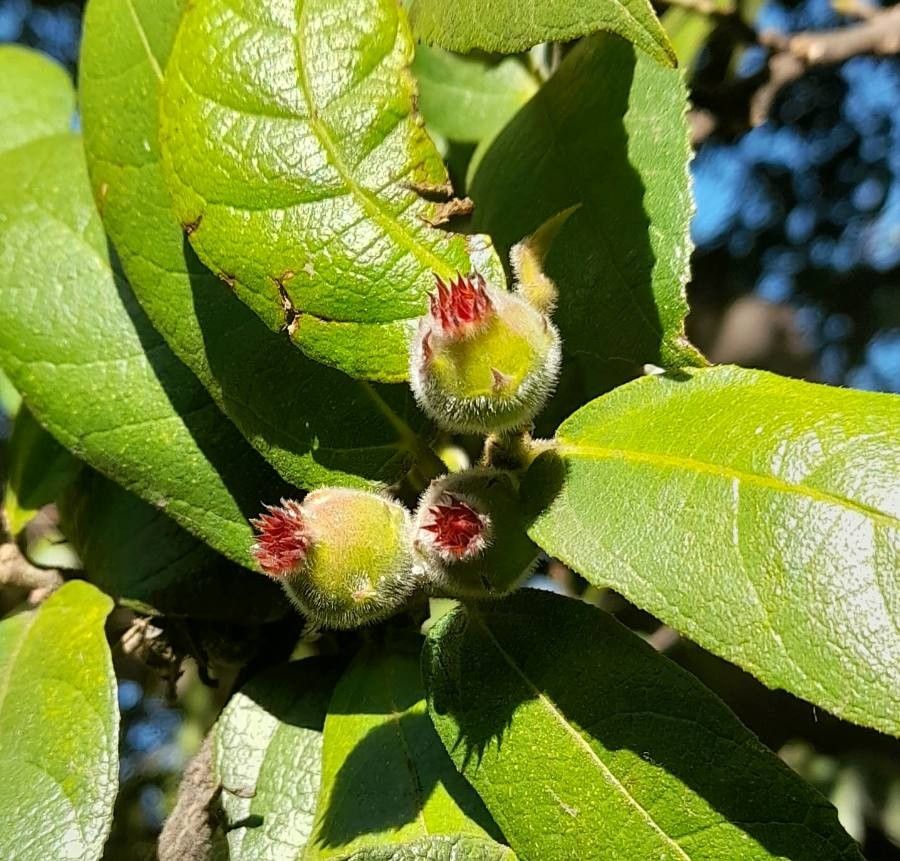 Ficus coronata flower