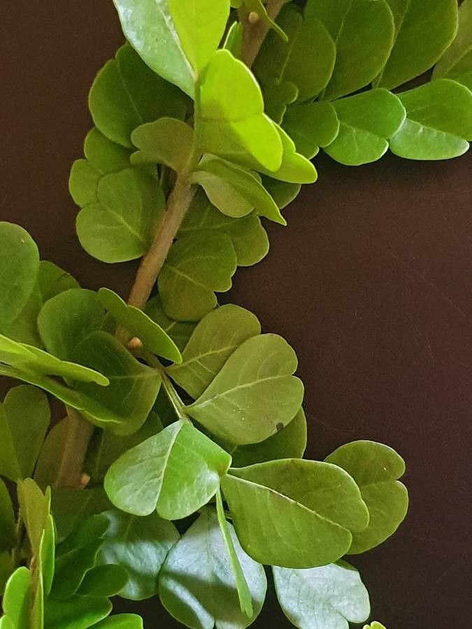 Haplocoelum foliolosum leaf