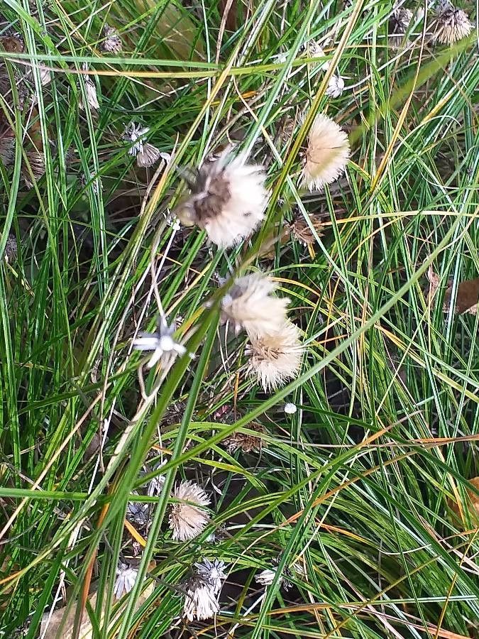 Carex testacea flower