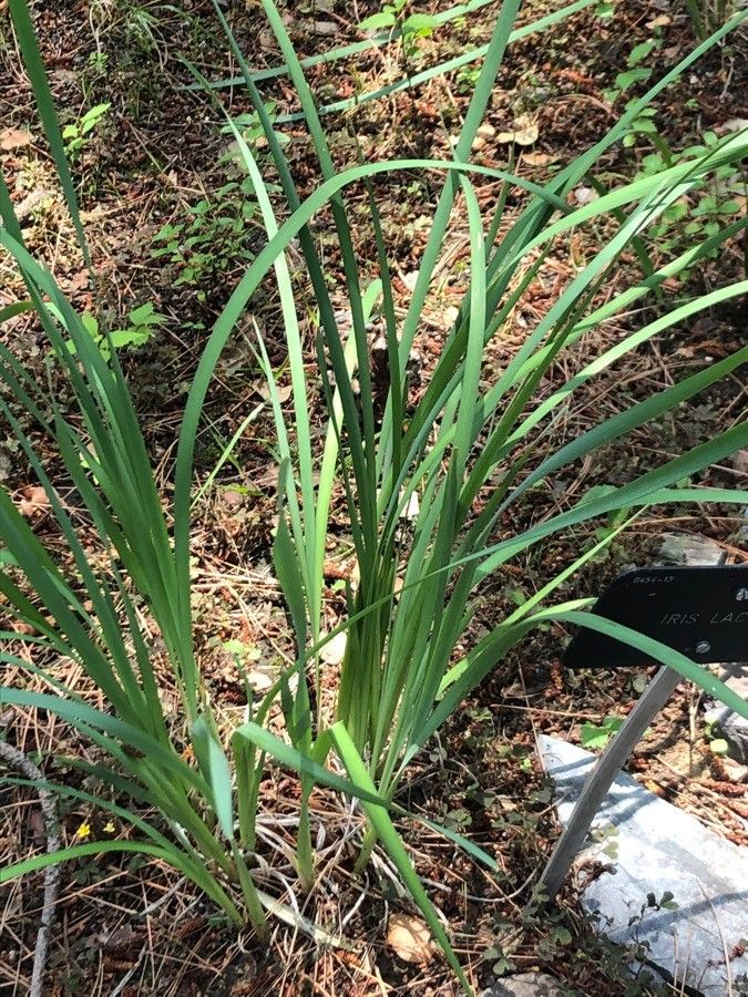 Iris lactea — search result for 'Iris'