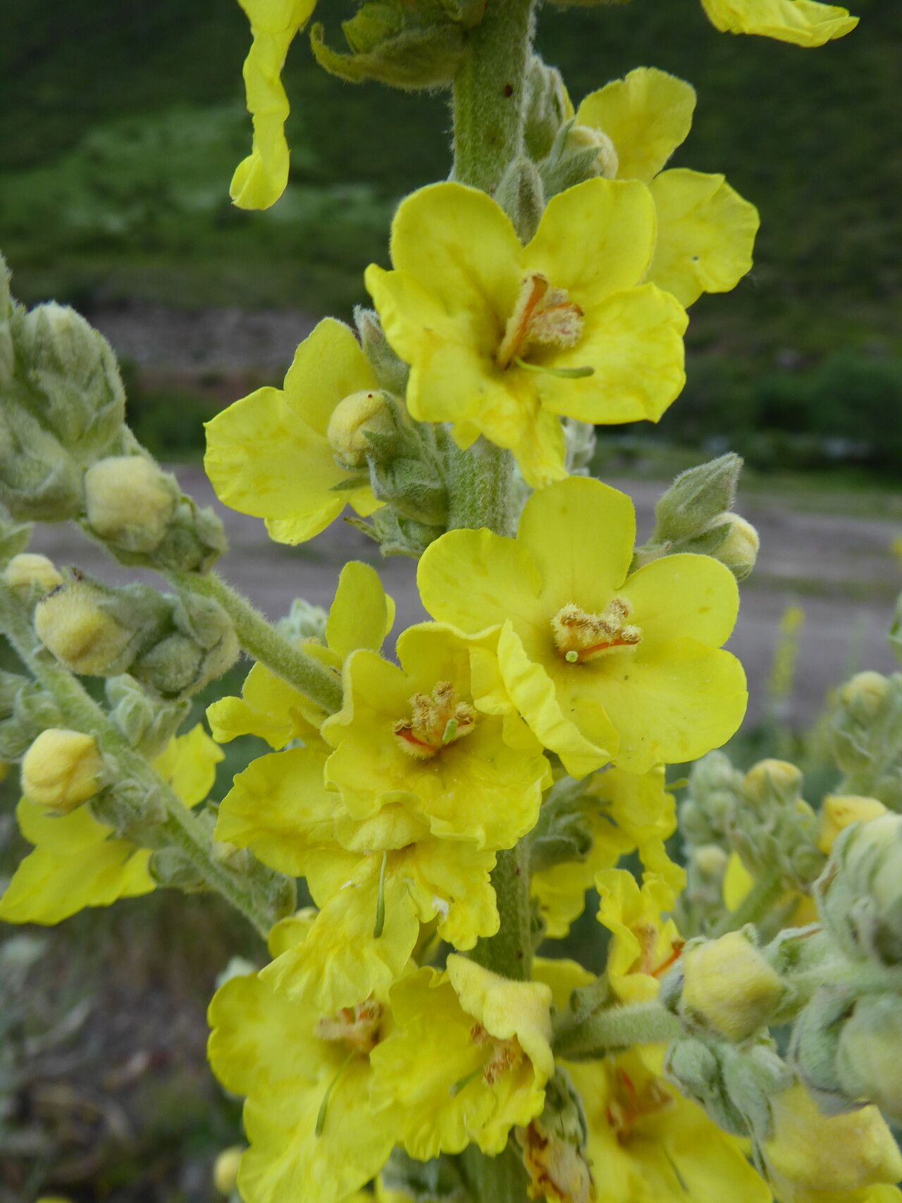 Verbascum songaricum flower