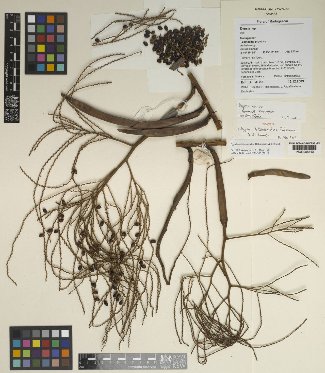 Dypsis betsimisarakae — houseplant care guide
