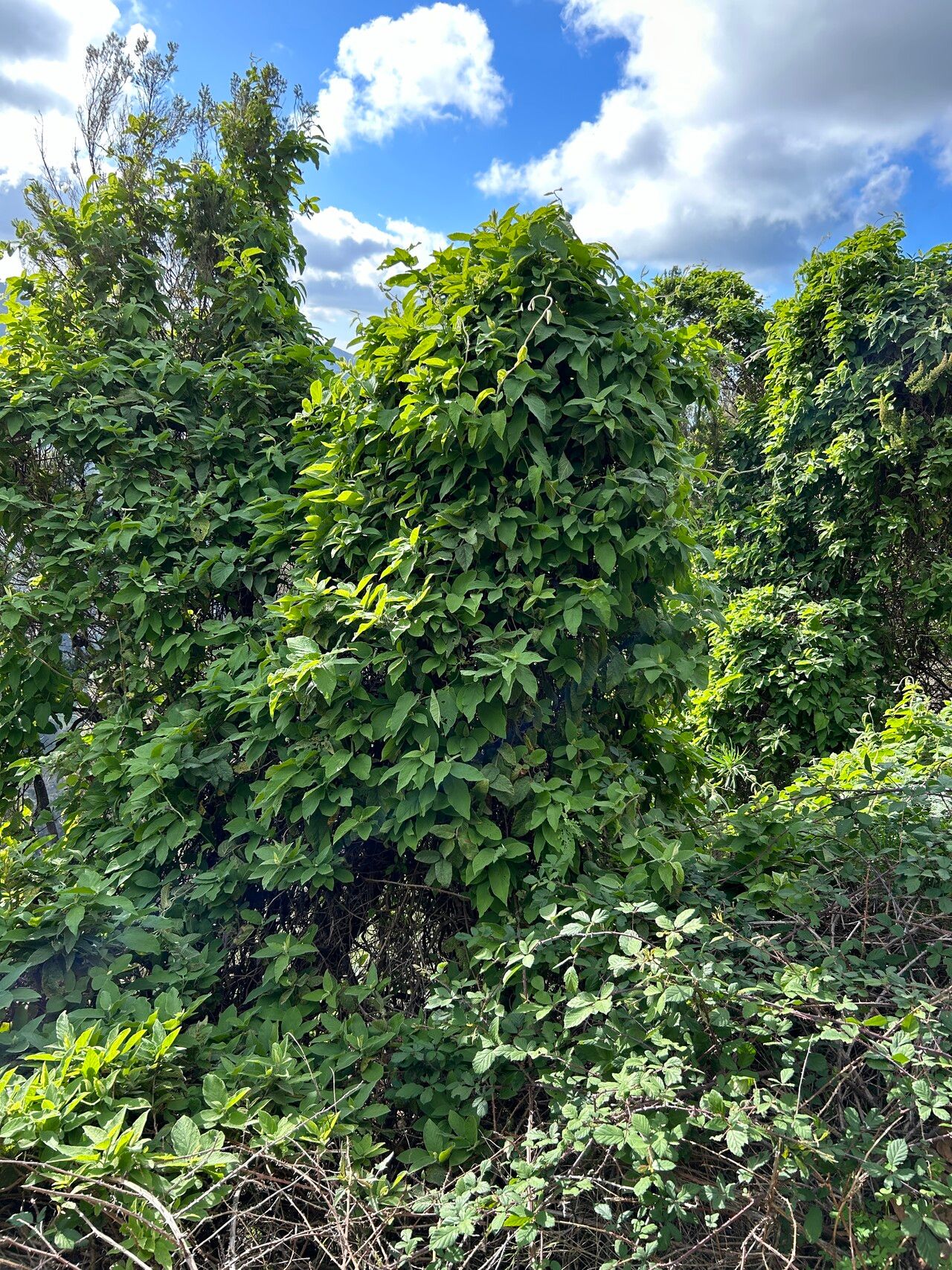 Convolvulus canariensis habit