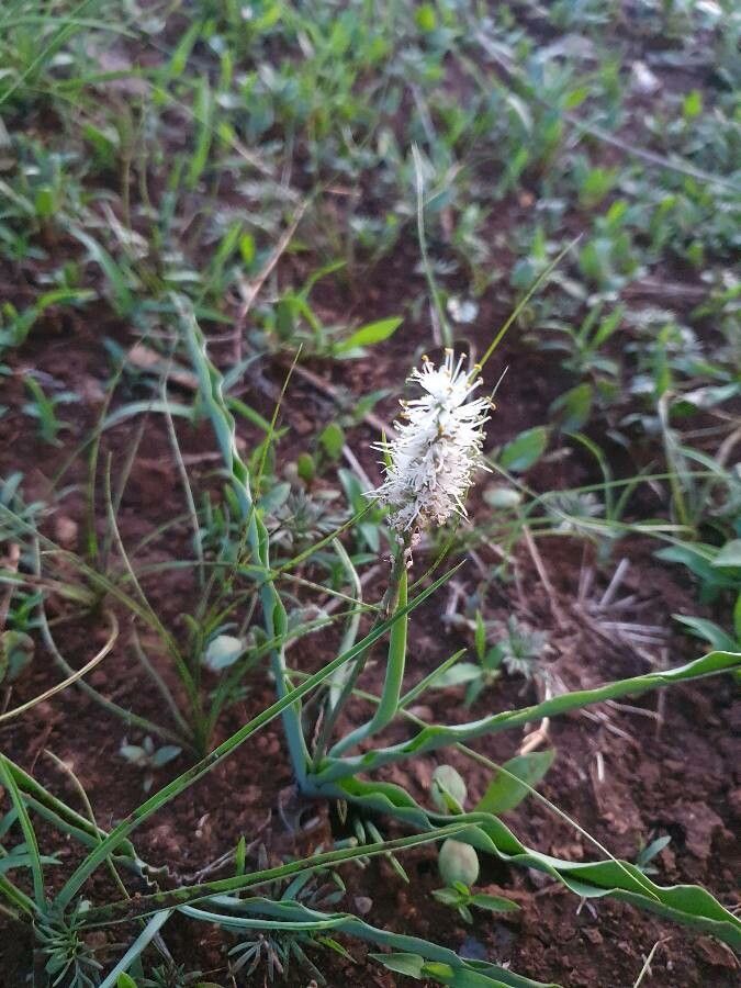 Chlorophytum silvaticum flower