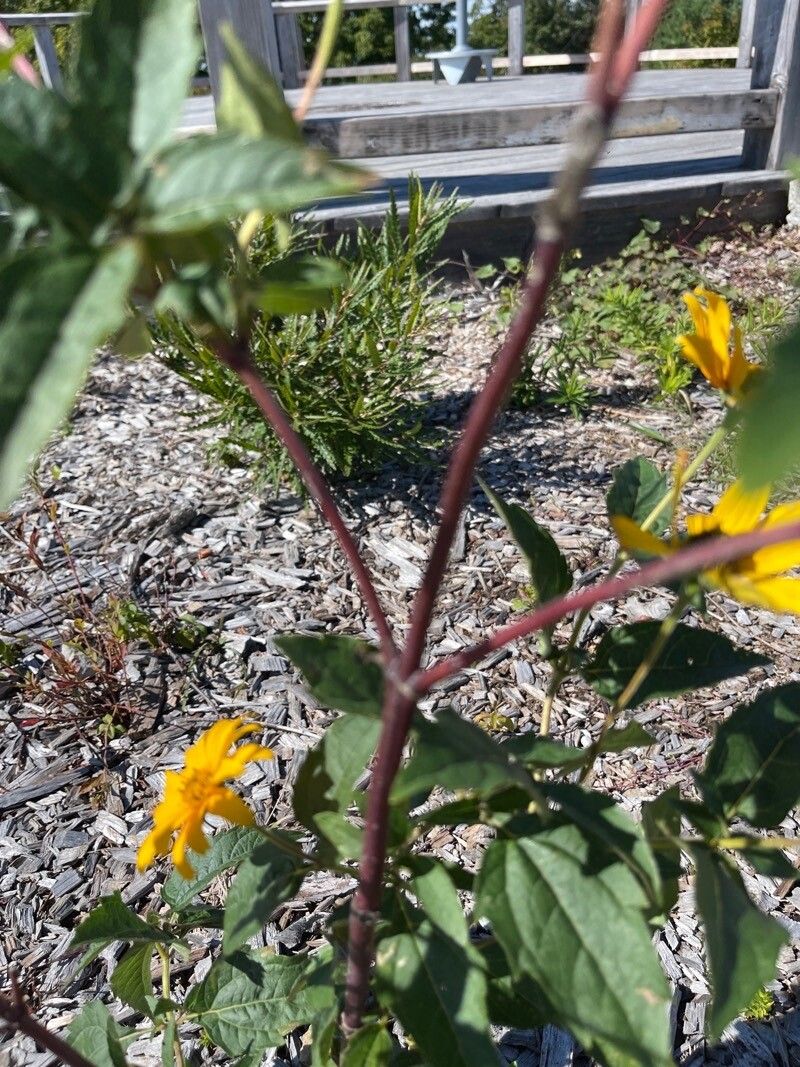 Viguiera dentata bark