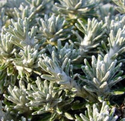 Celmisia ramulosa — houseplant care guide