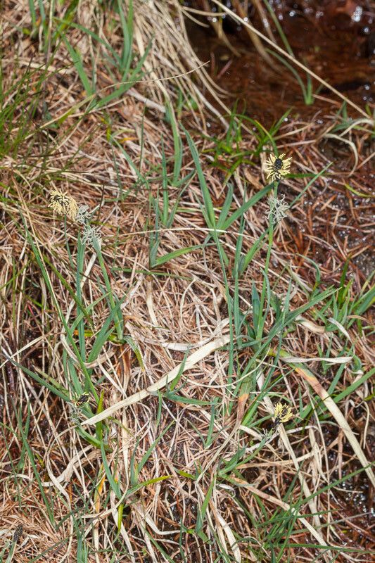 Carex panicea leaf