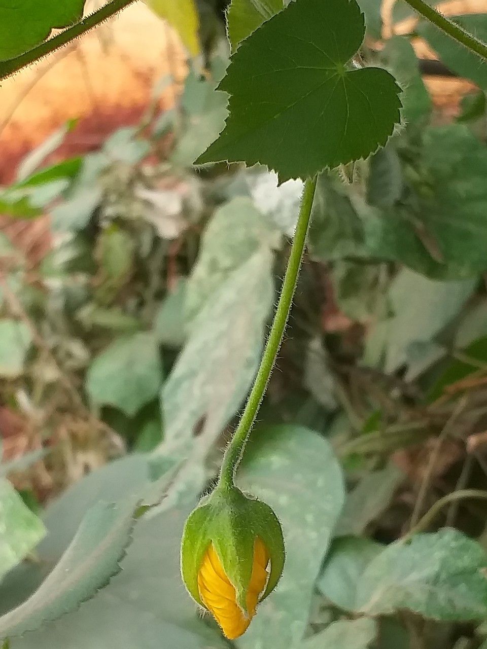 Abutilon mauritianum flower