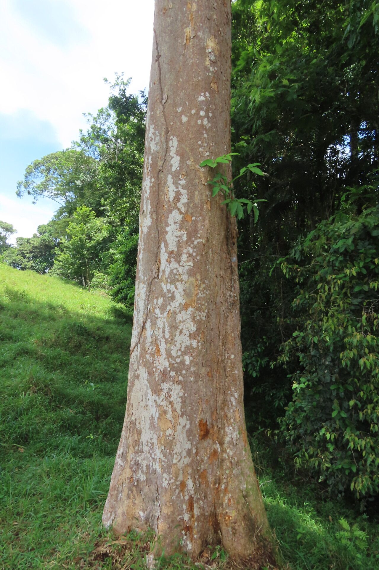 Dipteryx oleifera habit