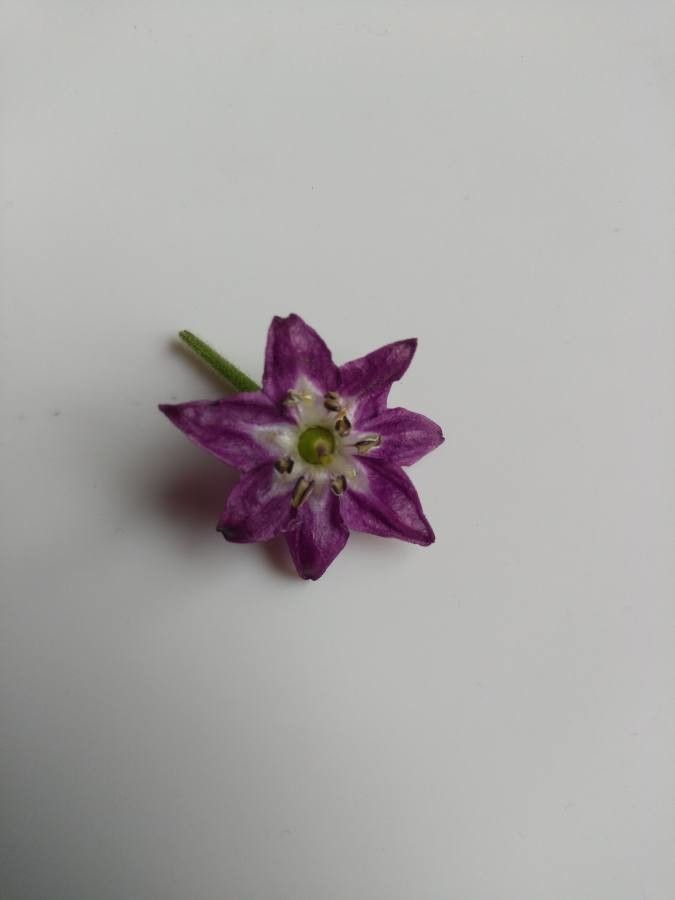 Capsicum pubescens flower