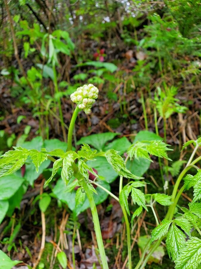 Actaea rubra flower