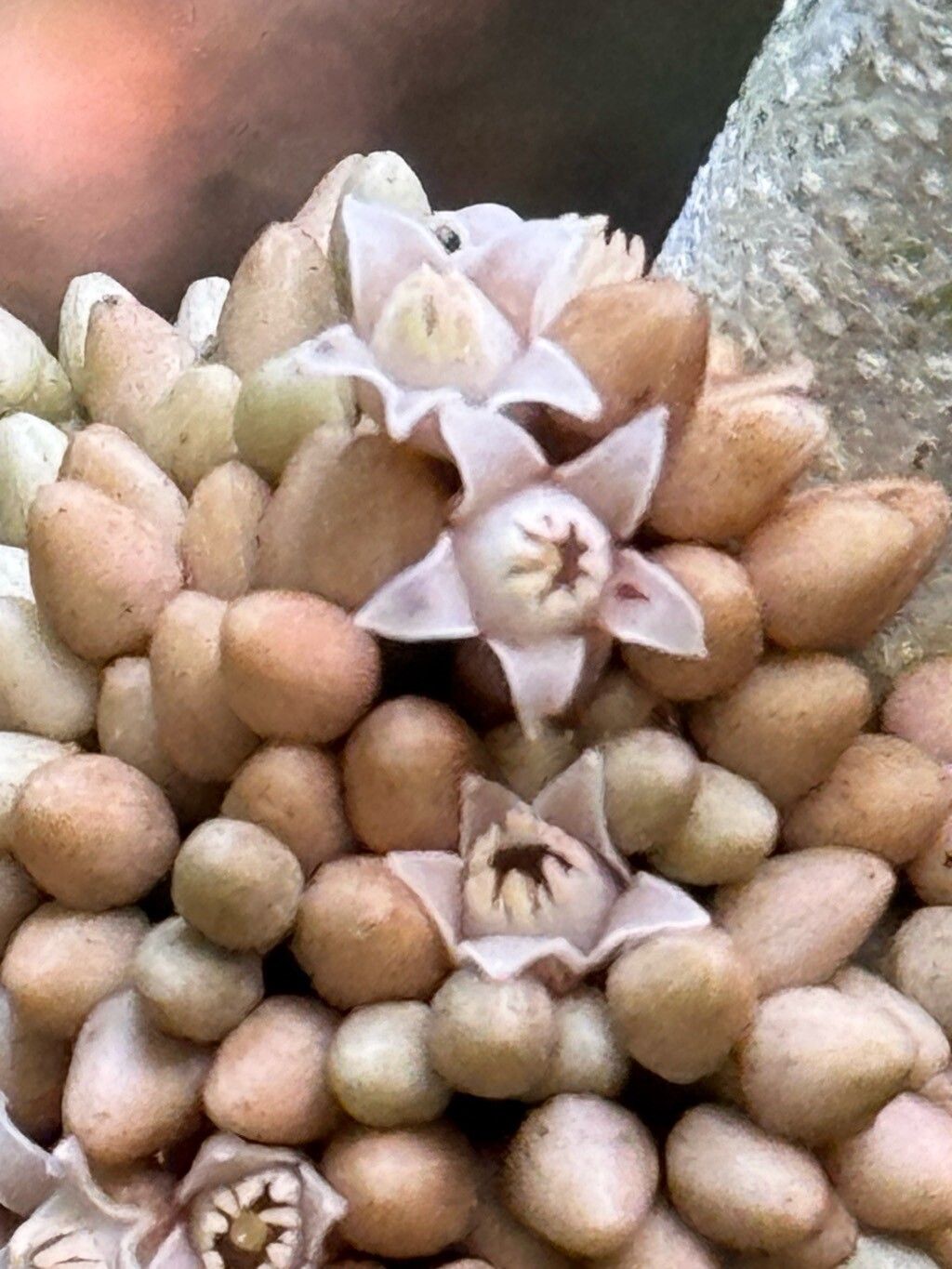 Trichilia pseudostipularis flower