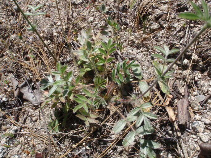 Potentilla tilingii habit