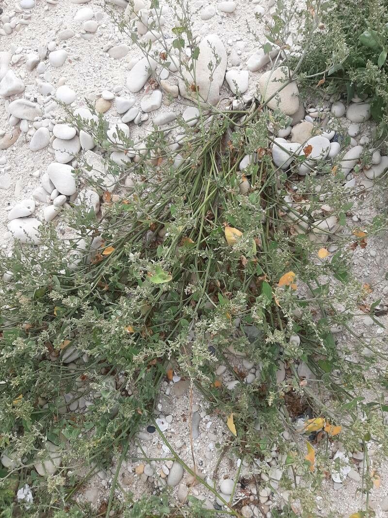 Atriplex laciniata fruit