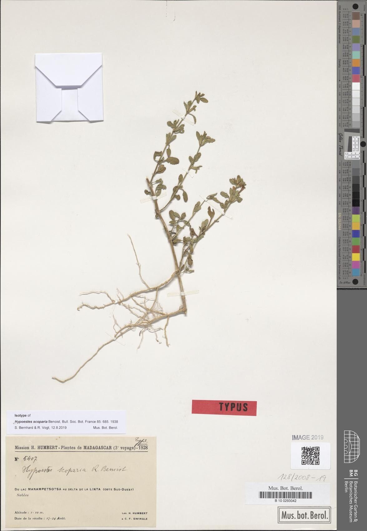 Hypoestes scoparia — search result for 'Scoparia'