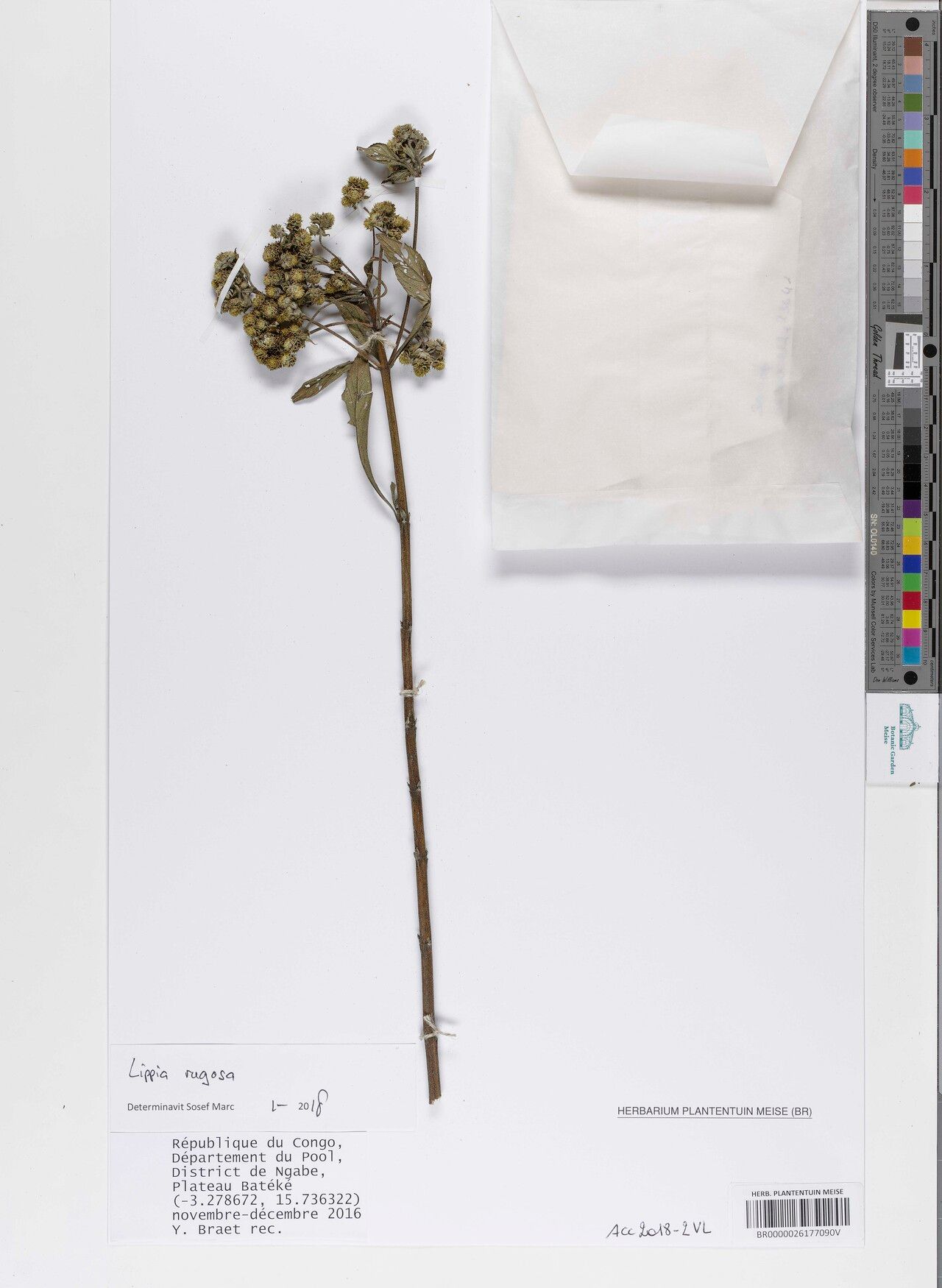 Lippia rugosa — search result for 'Lippia'