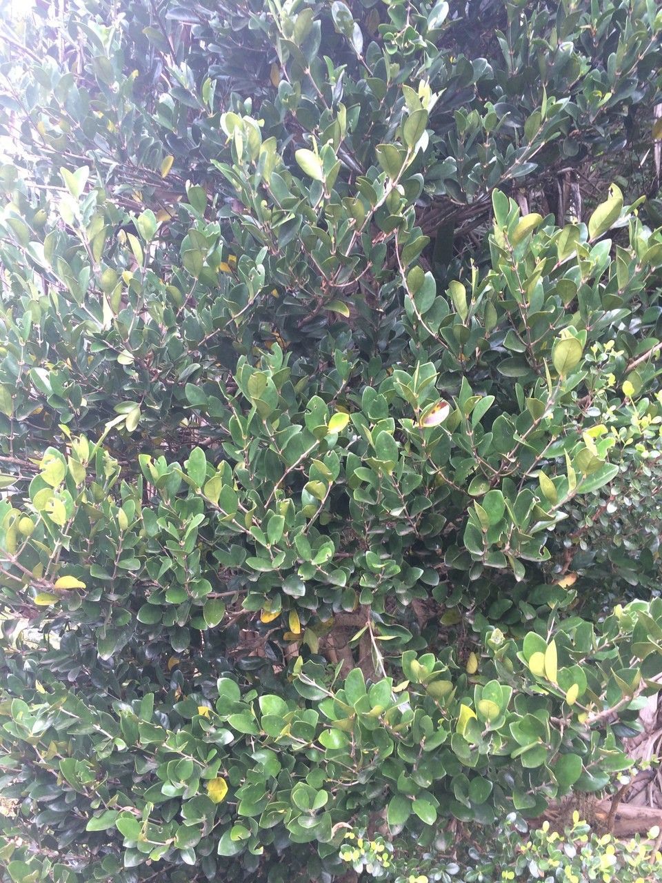 Coffea myrtifolia other