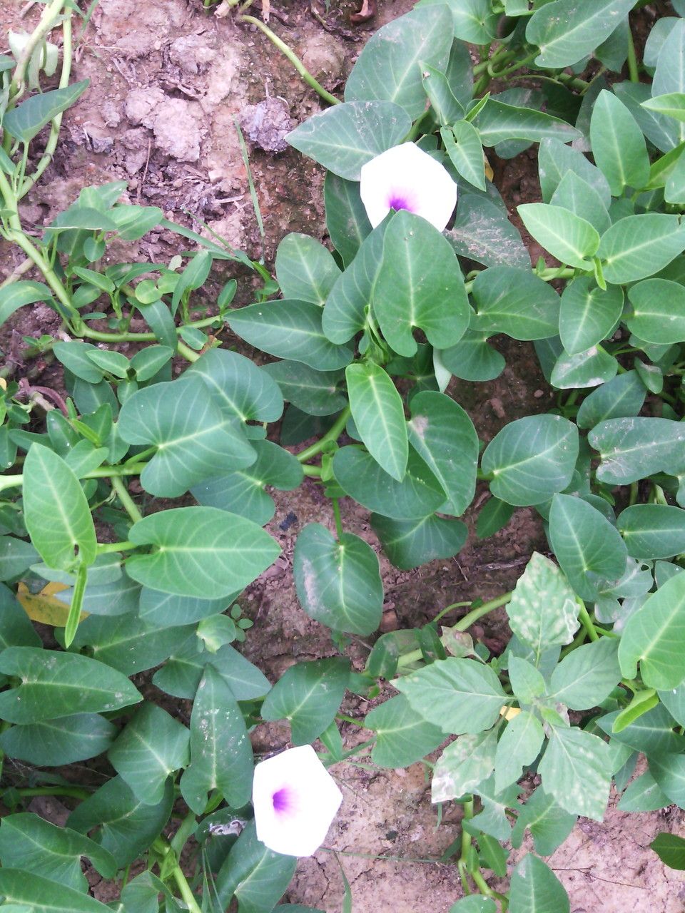 Ipomoea aquatica flower