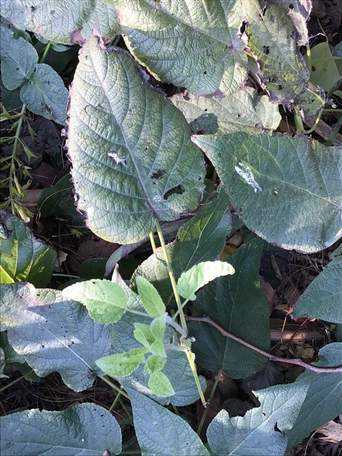 Salvia madrensis — search result for 'Forsythia'