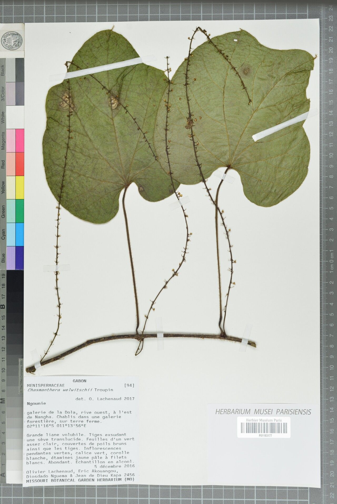 Chasmanthera welwitschii — related species from the same genus