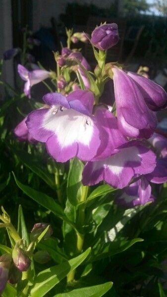 Mariscus cylindrystachyus — related species from the same genus
