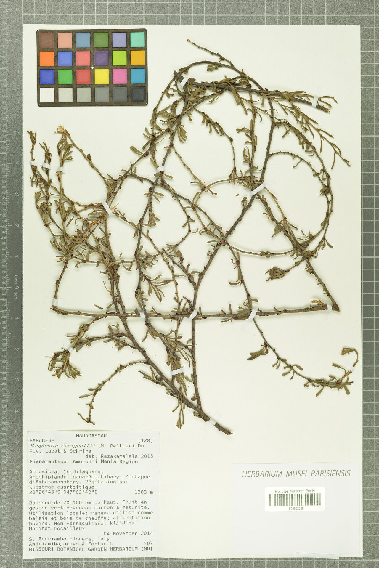 Indigofera cerighellii — search result for 'Indigofera'