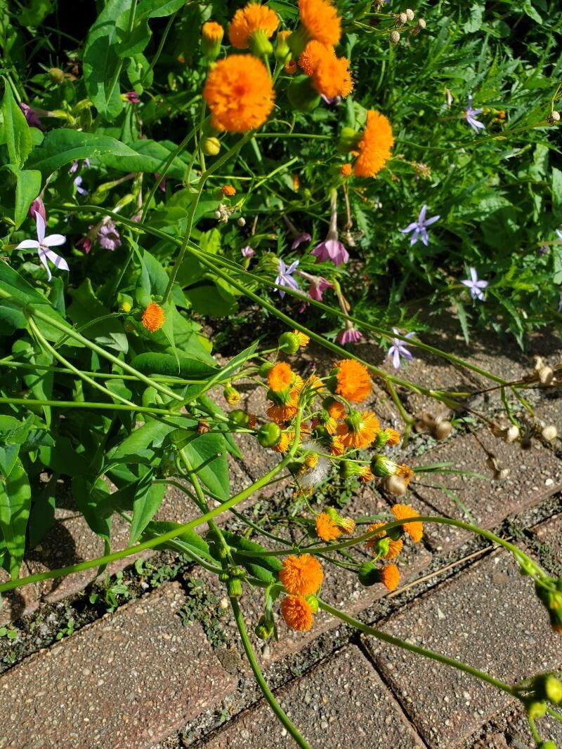 Emilia coccinea flower
