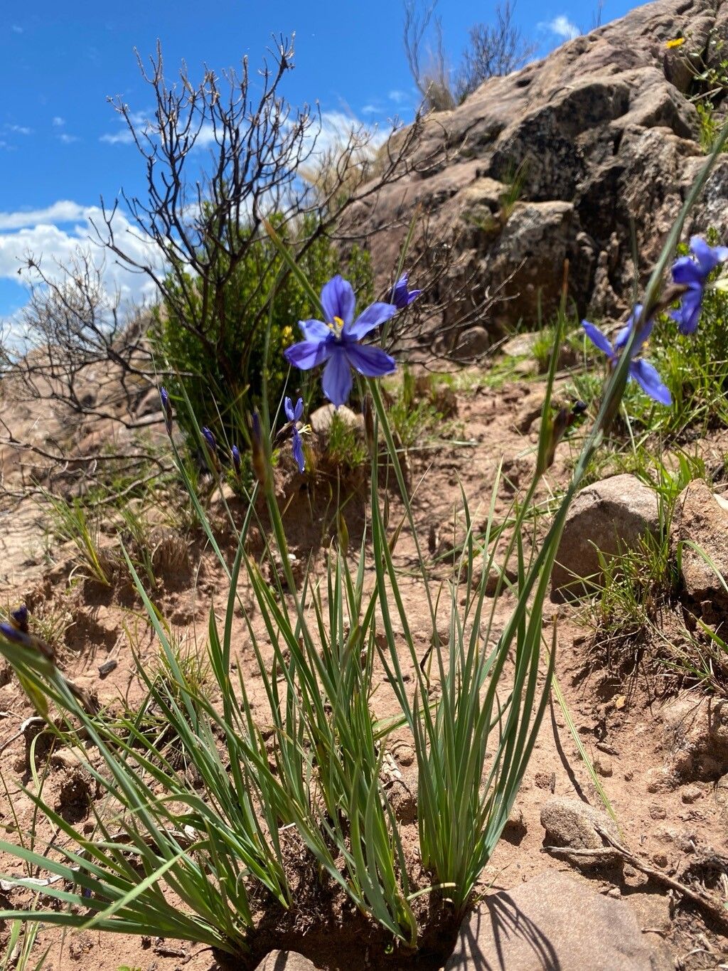 Sisyrinchium rigidifolium — search result for 'Sisyrinchium'