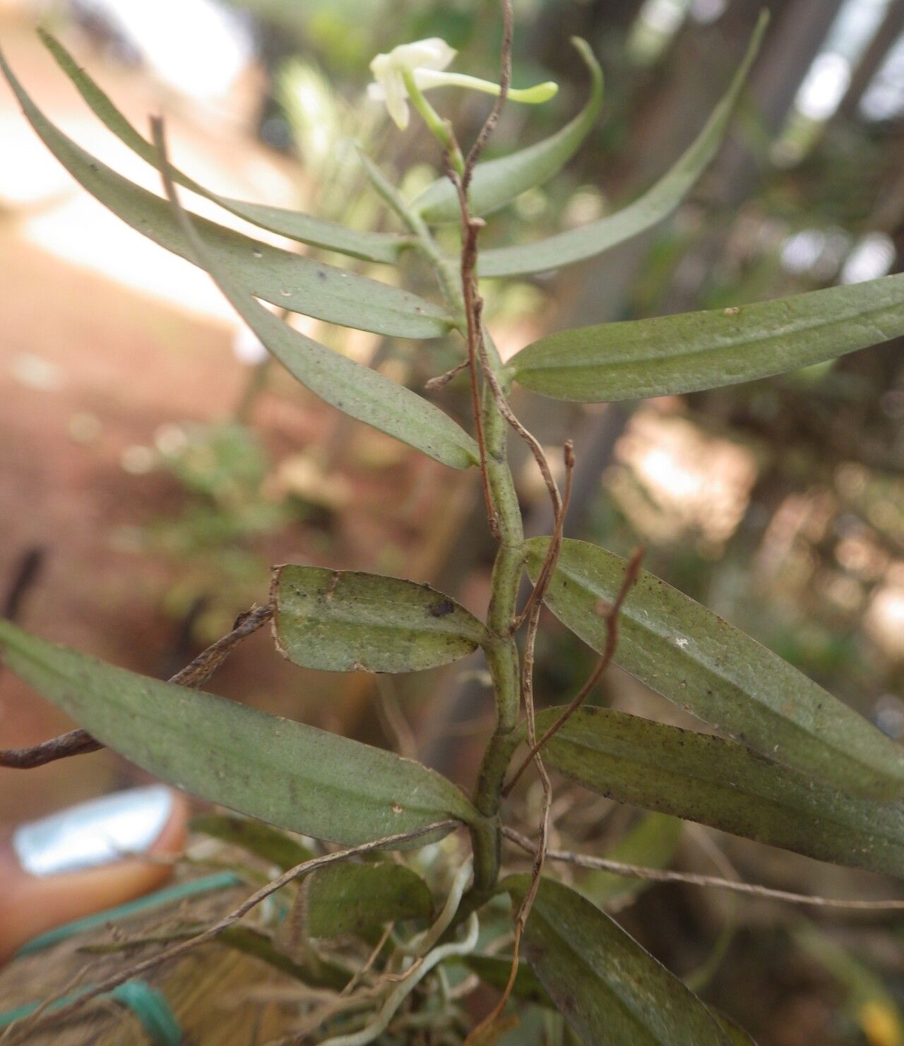 Angraecum lanceolatum — houseplant care guide