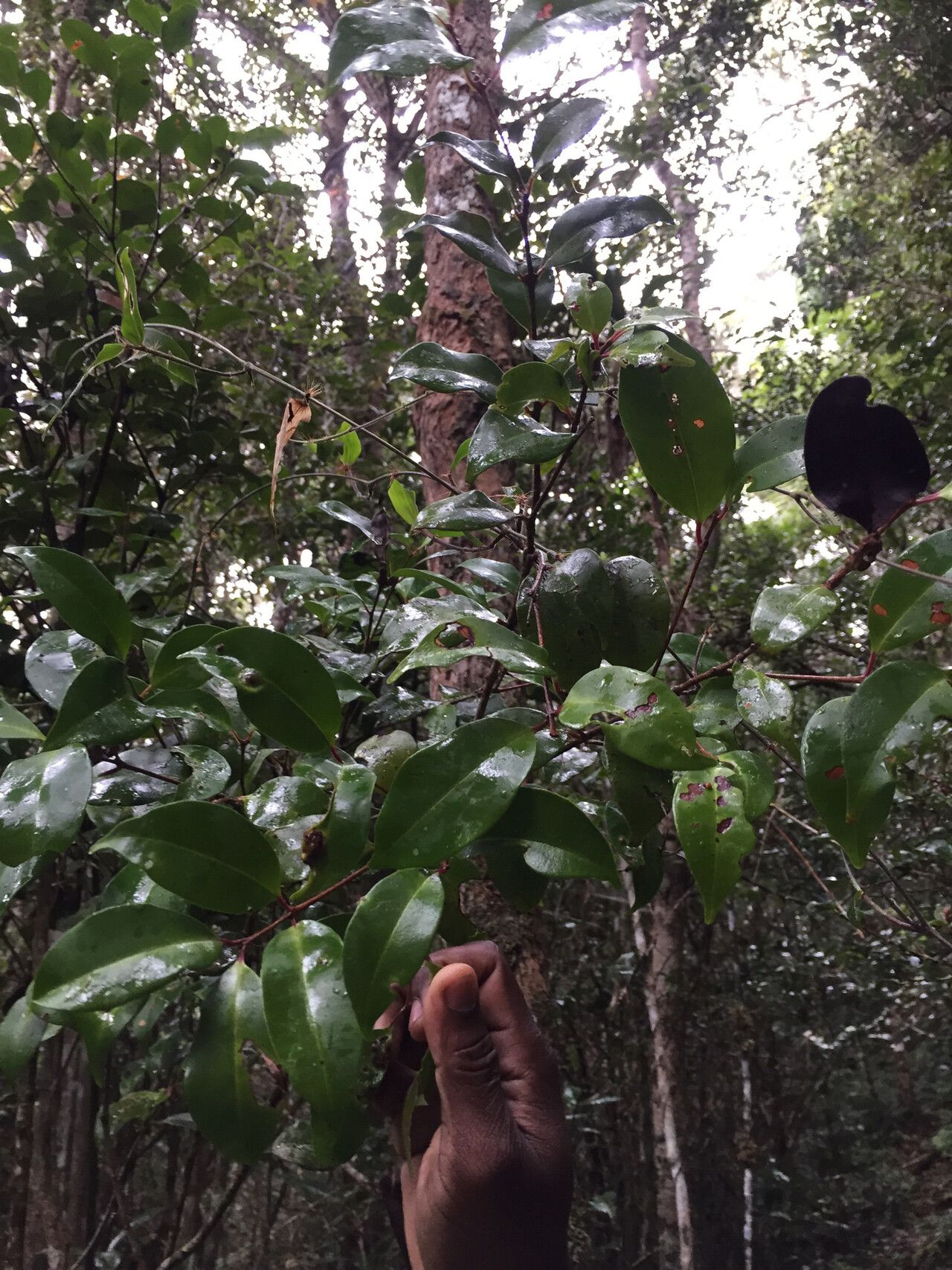 Eugenia hazompasika — houseplant care guide