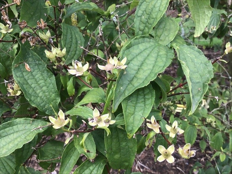 Philadelphus pekinensis fruit