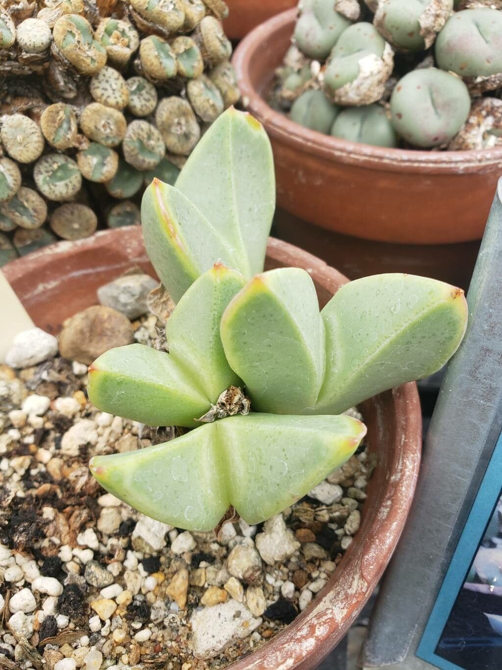 Conophytum herreanthus leaf