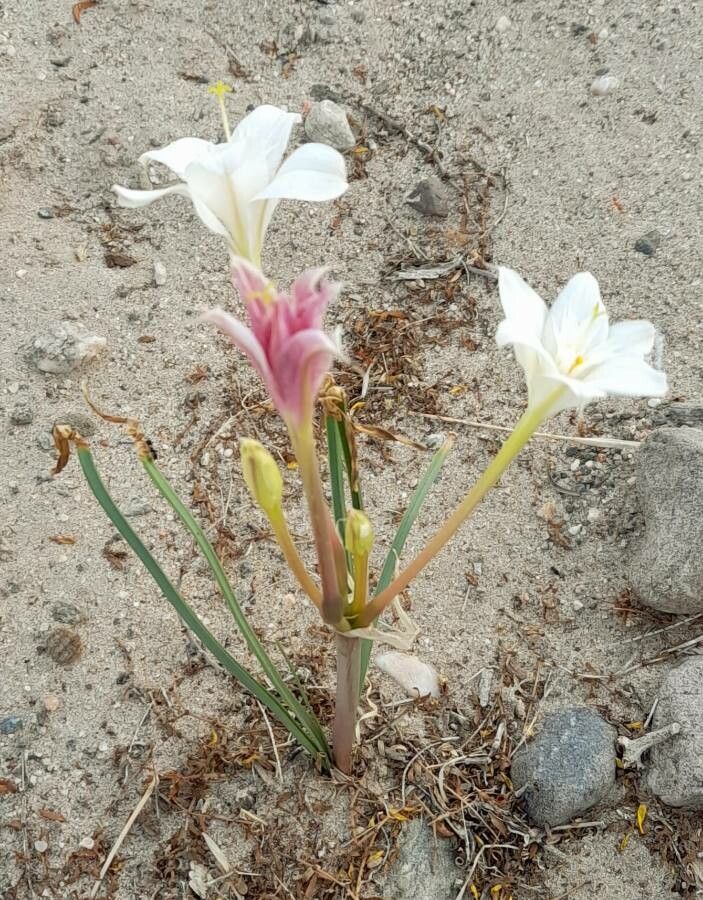 Hieronymiella clidanthoides habit